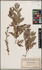 Salix aurita L. x Salix viminalis L.